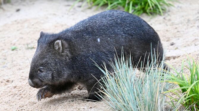 Wilhelma hat jetzt Nacktnasenwombats