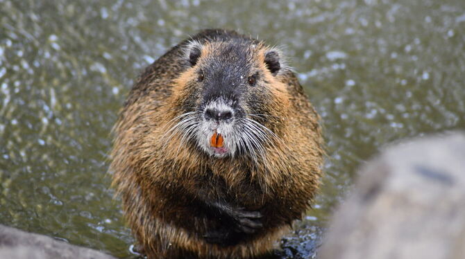 Eine Nutria am Wasser. Die Tiere werden auch Biberratten genannt.
