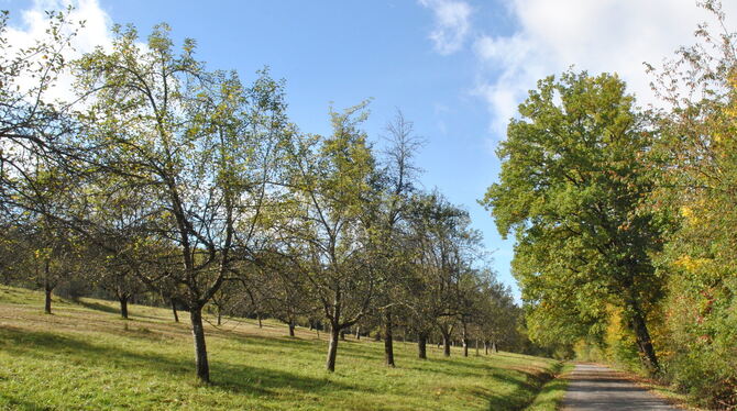 Links der Federstraße in Belsen liegt ein Großteil der über 200 Obstbaumwiesen, die man künftig pachten kann.