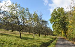 Links der Federstraße in Belsen liegt ein Großteil der über 200 Obstbaumwiesen, die man künftig pachten kann. 