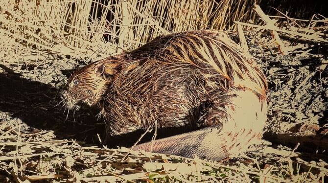 Markwasen, Biber, Reutlingen Mit der Nachtkamera im Freizeitpark erwischt: der Reutlinger Biber »Mark«. Ob es tatsächlich ein Männchen ist, ist allerdings u