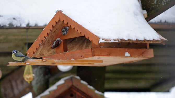 Kohlmeisen bleiben über Winter hier und freuen sich über Futter.  FOTO: SEEGER/DPA
