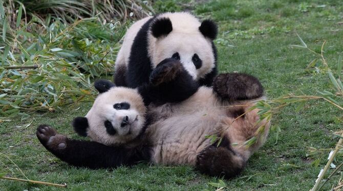 Pandabären Pit und Paule
