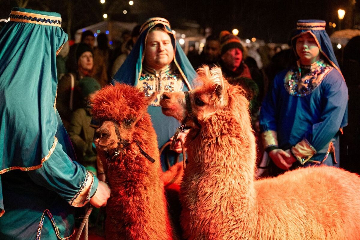 Weihnachtliche Alpakas