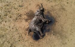 Tödliche Dürre für Elefanten