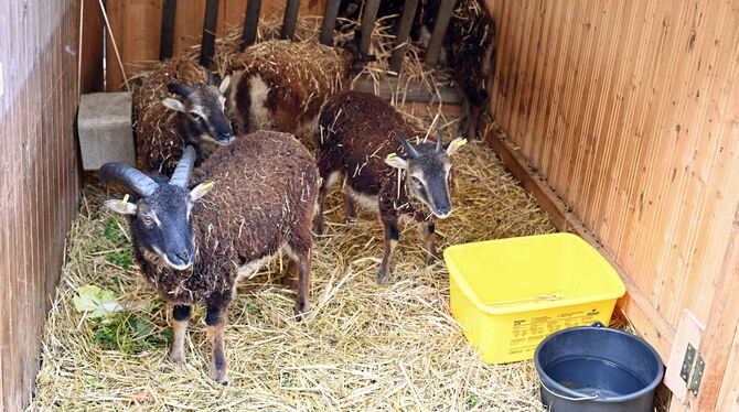 Eine kleine Herde Soay-Schafe ist vier Wochen lang auf dem Reutlinger Weihnachtsmarkt zu Gast.