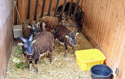 Eine kleine Herde Soay-Schafe ist vier Wochen lang auf dem Reutlinger Weihnachtsmarkt zu Gast. 
