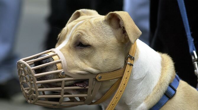 Ein American Staffordshire Terrier: In Baden-Württemberg wird er in der Liste der Kampfhunde aufgeführt.