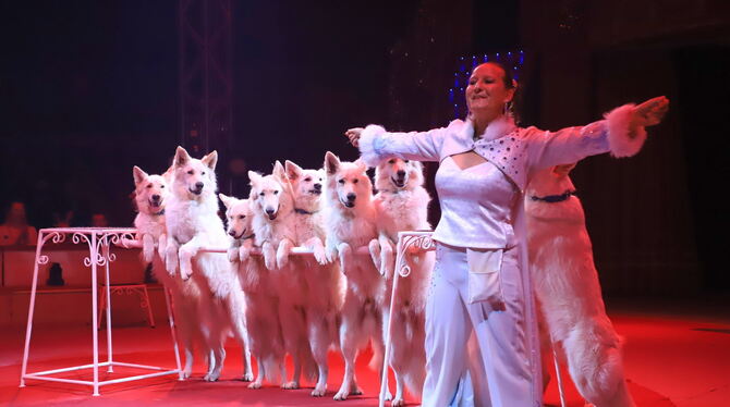 Sie sehen aus wie arktische Wölfe: Rafaela Hondens Dressurnummer mit ihren zehn weißen Schäferhunden gehört zu den Höhepunkten d