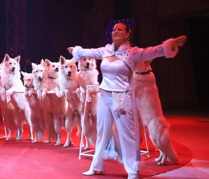 Sie sehen aus wie arktische Wölfe: Rafaela Hondens Dressurnummer mit ihren zehn weißen Schäferhunden gehört zu den Höhepunkten d