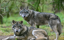 Brandenburg, Groß Schönebeck: Zwei Wölfe sind in einem Gehege in einem Wildpark zu sehen. Das Jahr 2023 war ein wichtiges in der
