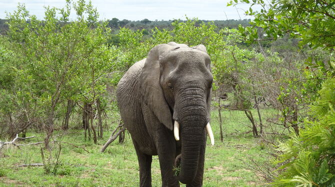 Elefant im Kruger-Nationalpark