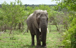Elefant im Kruger-Nationalpark