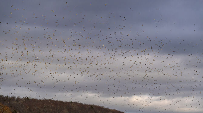 Unmöglich, sie zu zählen: Zig Zehntausende Bergfinken laben sich an den Bucheckern eines Alb-Walds.   FOTO: PULVERMÜLLER