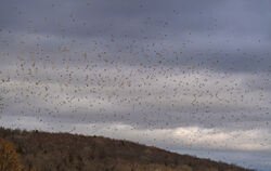 Unmöglich, sie zu zählen: Zig Zehntausende Bergfinken laben sich an den Bucheckern eines Alb-Walds.   FOTO: PULVERMÜLLER