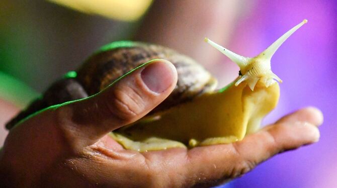 Vermischtes,Tiere,Wissenschaft,Gesundheit,Krankheiten,Kurioses,Schweiz,Schnecke Die Große Achatschnecke kann bis zu 20 Zentimeter groß werden.