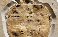 Das Schildkröten-Fossil Solnhofia parsonsi wurde in einem Steinbruch in Painten gefunden. FOTO: UNIVERSITÄT