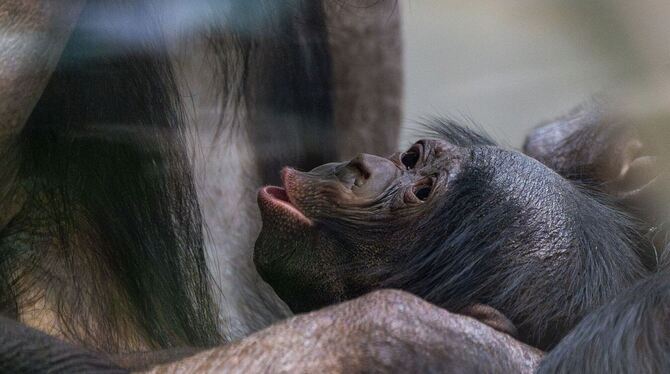 Bonobo-Nachwuchs