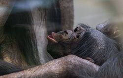 Bonobo-Nachwuchs