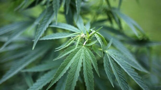 Die Drogenbeauftragte der Bundesregierung, Mortler, will den Cannabis-Konsum für Schwerkranke zur Kassenleistung machen. Foto