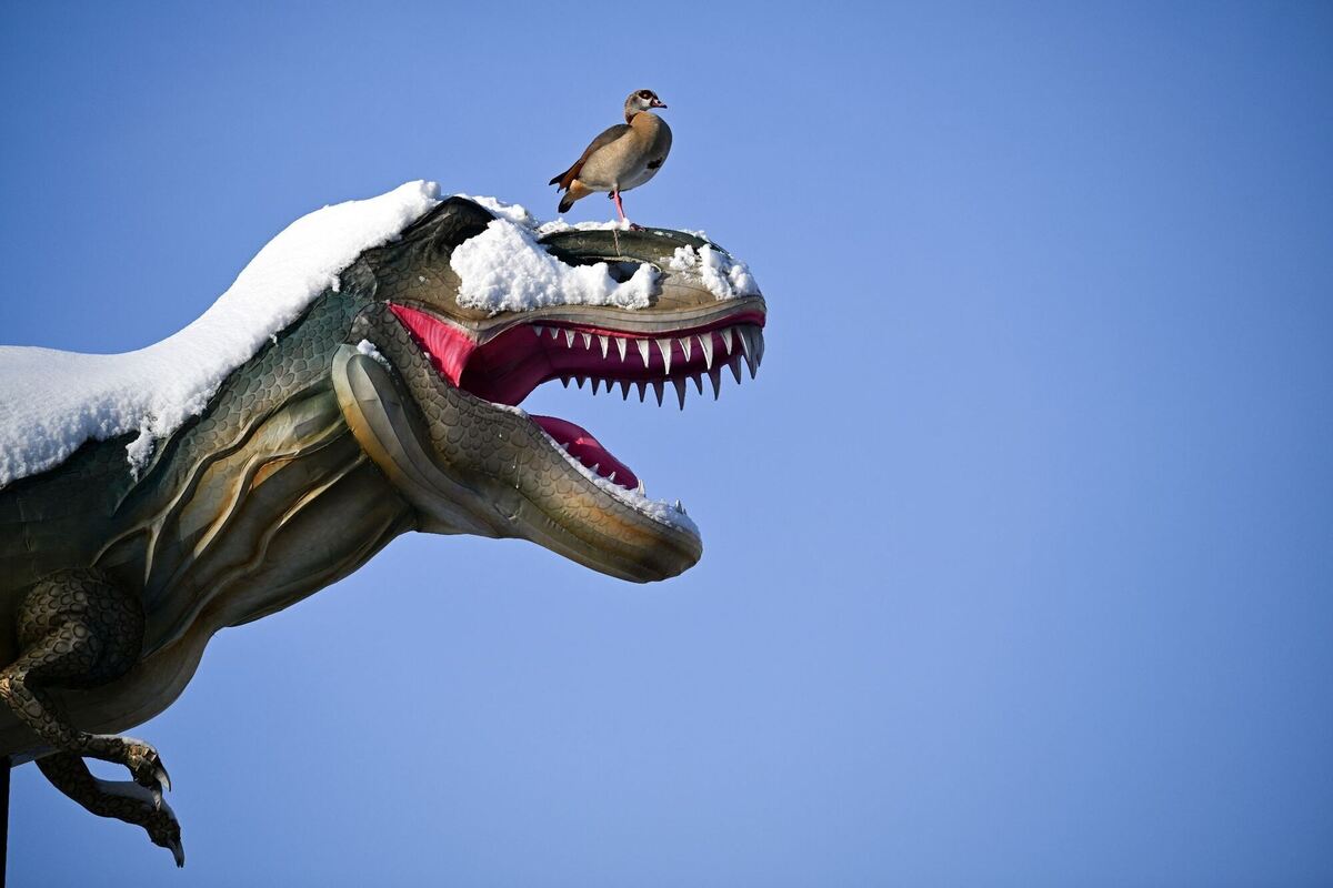 Schneedino Schneedino