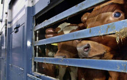  Auf dem langen Transport nach Spanien leiden die Kälber. Das europäische Tiertransportrecht soll überarbeitet werden. Der Vorsc