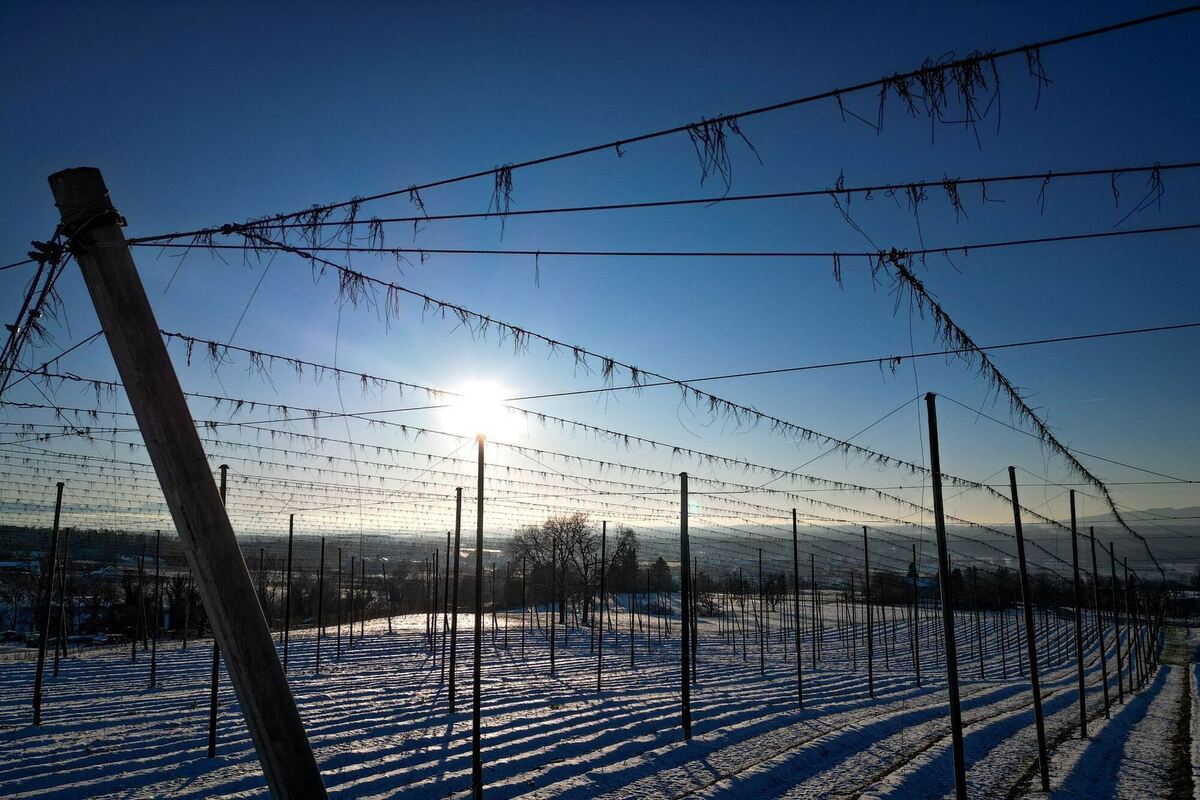 Verschneites Hopfenfeld Verschneites Hopfenfeld