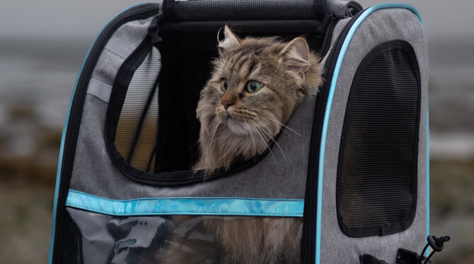Wenn Julia Rüdiger mit ihren Katzen rausgeht, ist der Rucksack als sicherer Hafen für die Tiere mit dabei. Hier hat es sich Nala