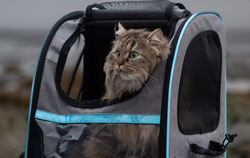 Wenn Julia Rüdiger mit ihren Katzen rausgeht, ist der Rucksack als sicherer Hafen für die Tiere mit dabei. Hier hat es sich Nala