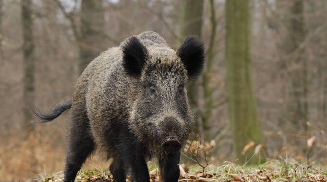 Wildschwein.  FOTO: KAUFUNG/BLICKWINKEL