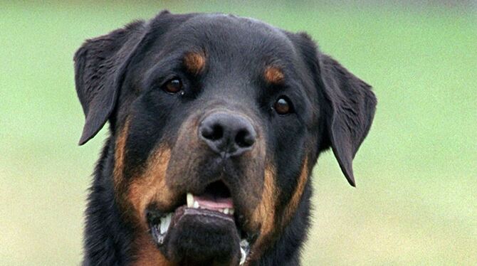Rottweiler-Angriff