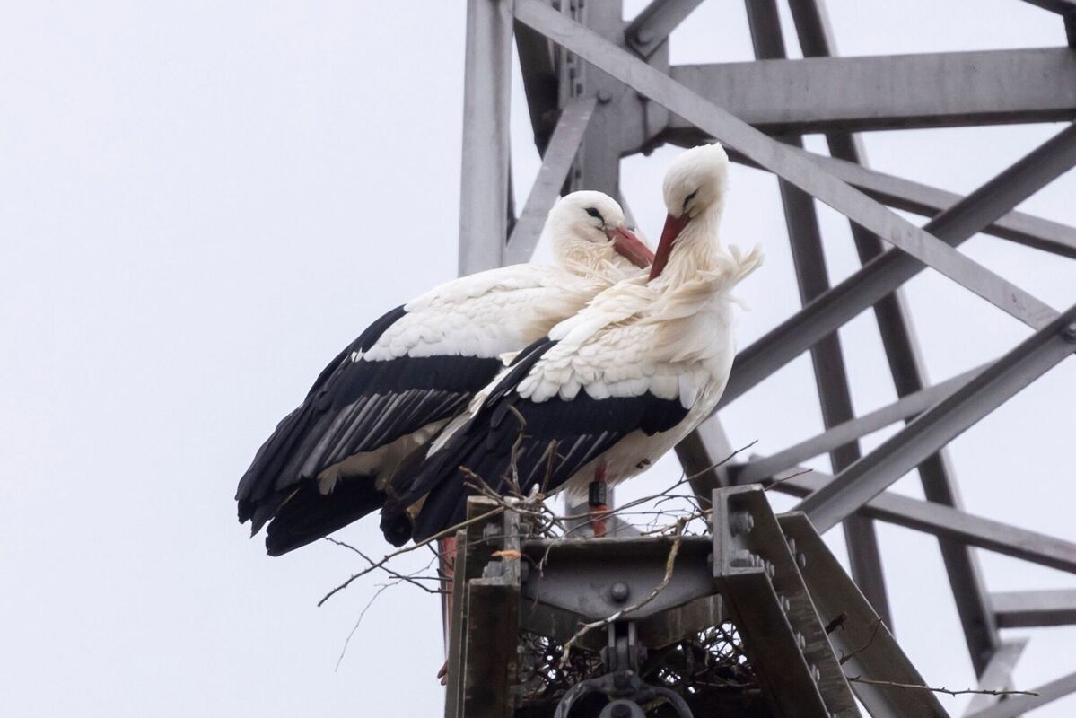 Turtelstörche Turtelstörche