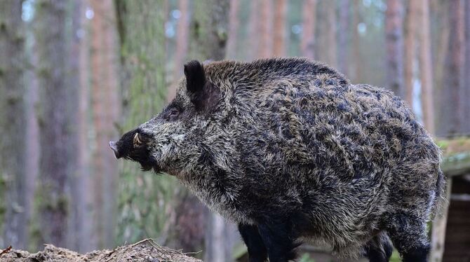 Umwelt,Naturschutz,Natur,Tiere,Krankheiten,Jahreszeiten,Wildtiere,Wildpark,Gehege,ASP,Seuche,Wildschwein,Schwein,Keiler,Zähne,Ha Ein ausgewachsener Keiler steht in einem Wildgehege.