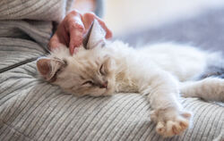 Katzen schnurren, wenn sie entspannt sind, aber auch in stressigen Situationen.