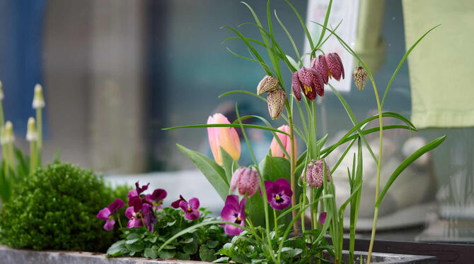 Müssen diese Blümchen weichen?