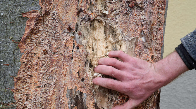 Großflächiger Pilzbefall und Sonnenbrand machten jede Hoffnung auf Heilung zunichte.