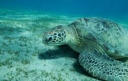 Meeresschildkröte im Roten Meer
