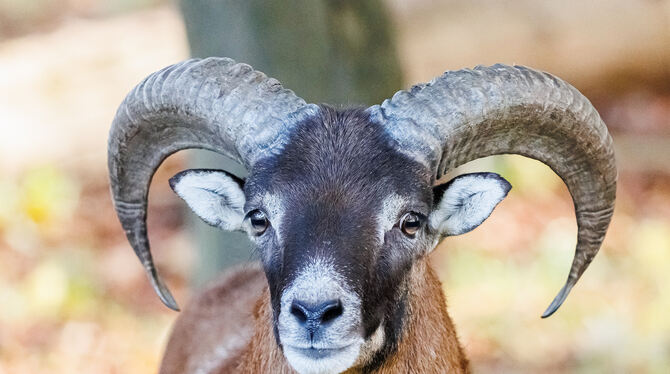 Männliche Mufflons tragen imposante Hörner und gelten deswegen auch attraktive Trophäe für Jäger. Der Forst- und Landwirtschaft