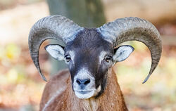 Männliche Mufflons tragen imposante Hörner und gelten deswegen auch attraktive Trophäe für Jäger. Der Forst- und Landwirtschaft 