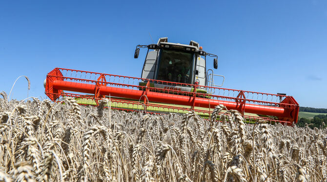 Ein Bauer mäht Weizen. Vom Ladenpreis etwa für Weizenbrötchen bekommt er unter fünf Prozent.  FOTO: WARNACK/DPA