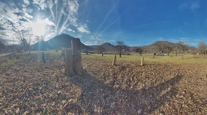 Die Bäume am Rand des Uracher Kurgebiets wurden gefällt, weil an dieser Stelle ein neues Habitat für Zauneidechsen entsteht. Die
