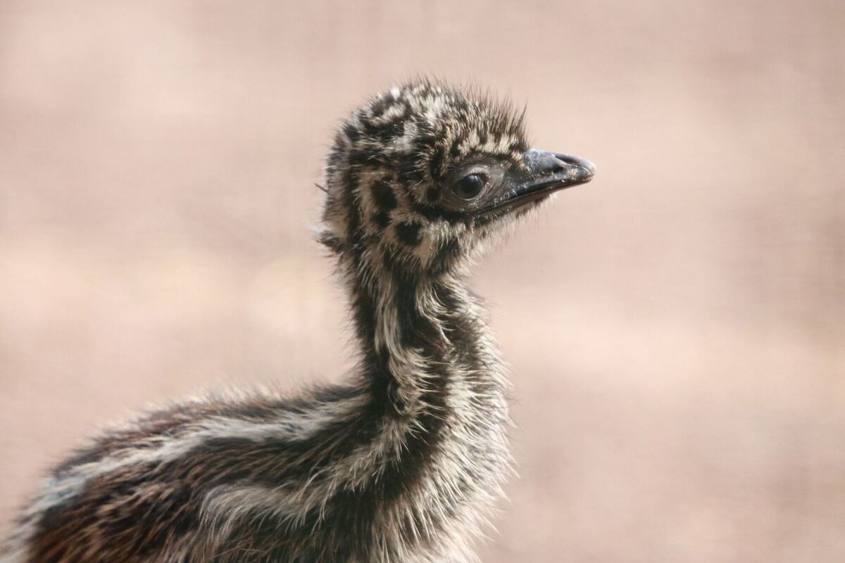 Flauschiger Nachwuchs
