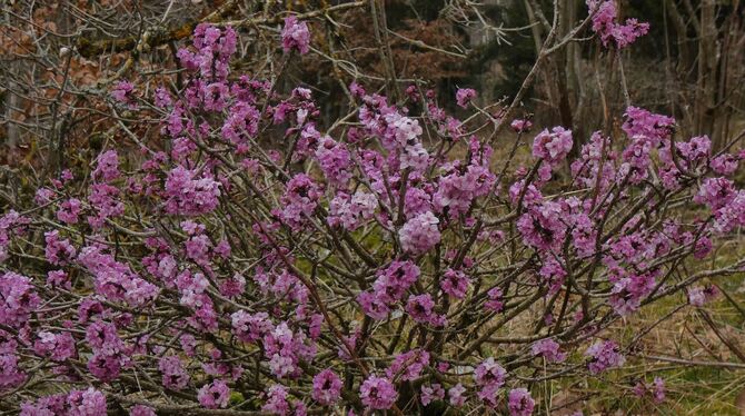 Der Seidelbast gehört mit seinen violett-rosa Blüten zu den ersten Frühlingsboten am Waldrand. Dieses Exemplar ist ungewöhnlich