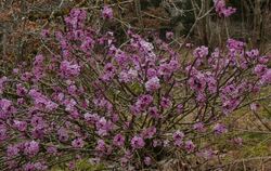Der Seidelbast gehört mit seinen violett-rosa Blüten zu den ersten Frühlingsboten am Waldrand. Dieses Exemplar ist ungewöhnlich 