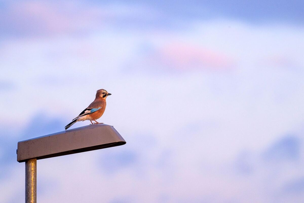 Alles im Blick Alles im Blick