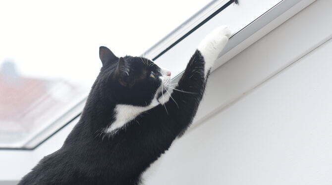 Würden Katzen Fliegen kaufen? Oder Mäuse? Die Jagd auf beides liegt den Samtpfoten - hier Katze Olivia aus Reutlingen - im Blut.