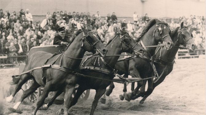 alb marbach Der römische Kampfwagen gehörte früh zum Programm der Hengstparaden.