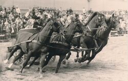 Der römische Kampfwagen gehörte früh zum Programm der Hengstparaden.