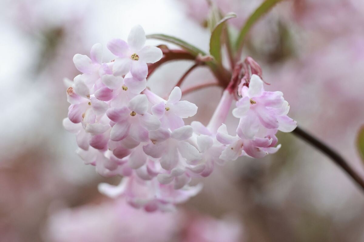 Hallo Frühling Hallo Frühling