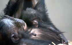 Bonobo-Nachwuchs in der Wilhelma